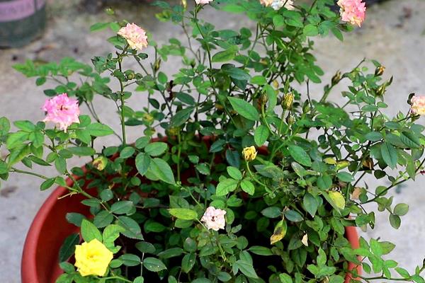 盆栽月季花怎么打顶,在笋芽长到15-30cm的长度以后进行