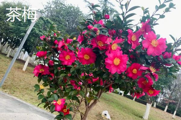 茶梅和茶花的区别,品种、花朵、叶子和产地均不同