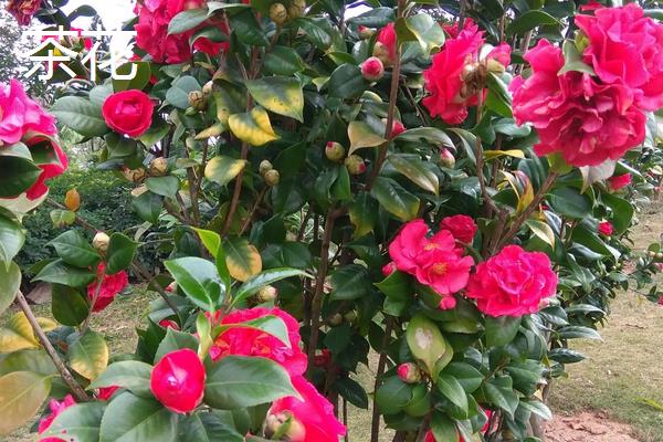 茶梅和茶花的区别,品种、花朵、叶子和产地均不同