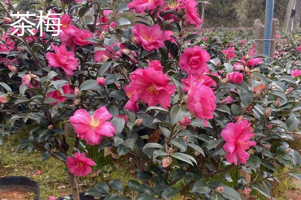 茶梅和茶花的区别,品种、花朵、叶子和产地均不同