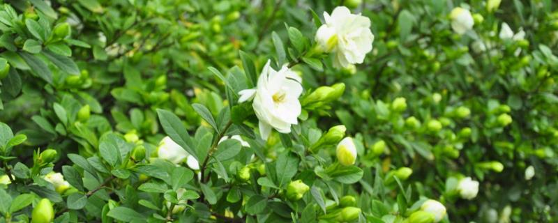 香味持久的花卉有哪些,常见的有栀子花、茉莉花、丁香花等