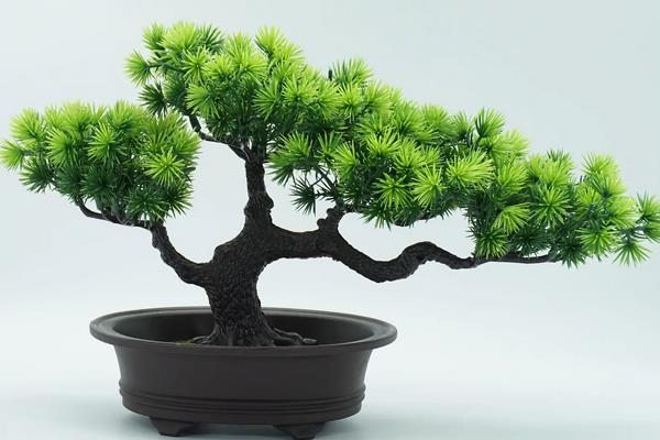 松树盆景的养护与管理,春秋冬季每天接受3-4小时的直射光