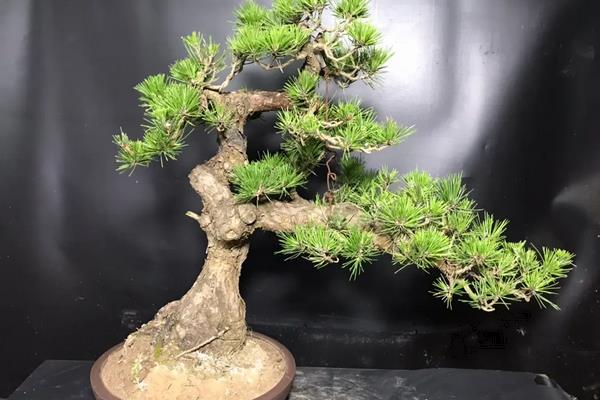 松树盆景的养护与管理,春秋冬季每天接受3-4小时的直射光