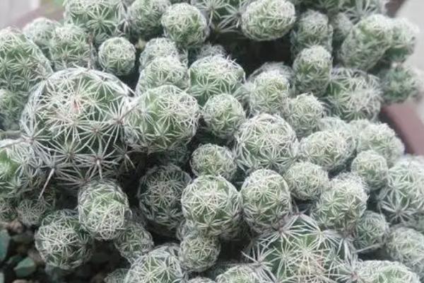 银手指多肉植物的养殖方法,生长过程中对光照的需求较大