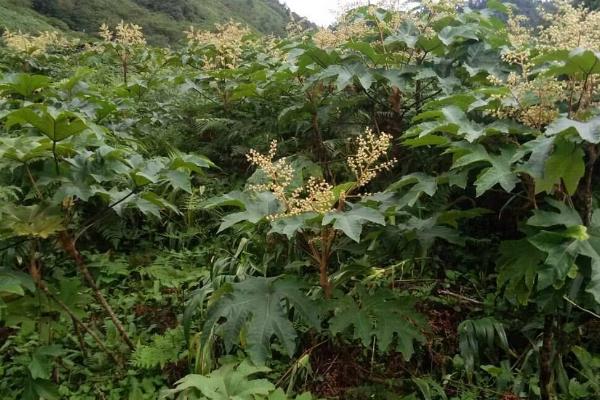 通草是什么植物,属于常绿灌木