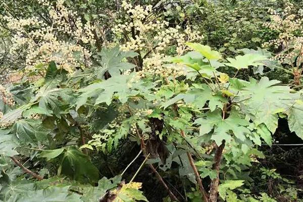 通草是什么植物,属于常绿灌木