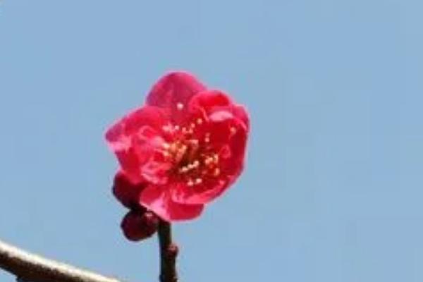 乌梅与朱砂梅哪个颜色红,朱砂梅更红