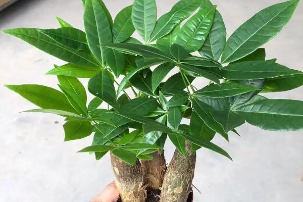 小发财树能不能养大,合理养护可以养大