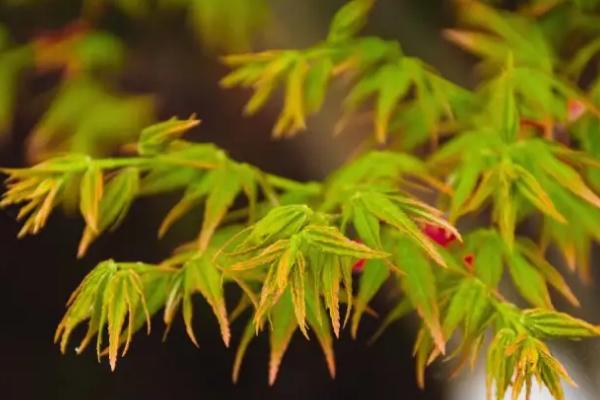 哪种树的叶子像手掌,常见的有鹅掌柴、鸡爪槭等