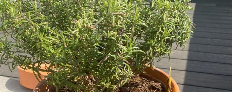 迷迭香的盆栽种植方法,种植前需要挑选籽粒饱满的种子