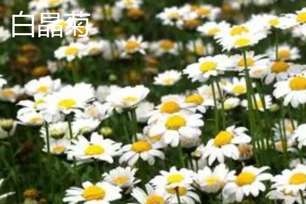 洋甘菊从播种到开花要多长时间,需要半年左右