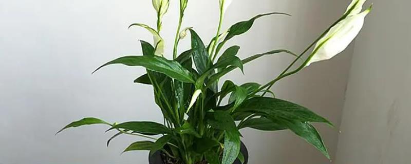 白掌如何分株,水培和土培的植株分株方法不同