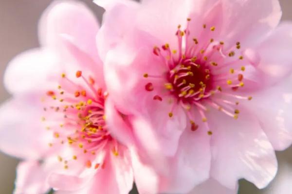 春天有什么花开,常见的有梨花、桃花、迎春花等