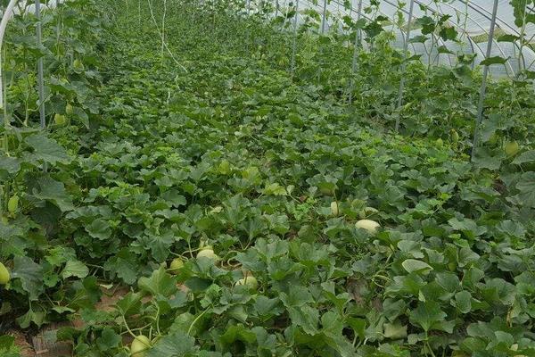 八里香甜瓜的种植技术,播种前需用温水浸种