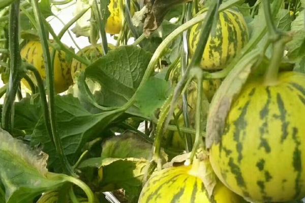 八里香甜瓜的种植技术,播种前需用温水浸种
