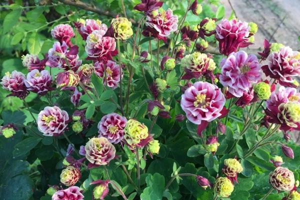 梅雨季节花可以放在露天吗,多肉植物不适合放在室外养护