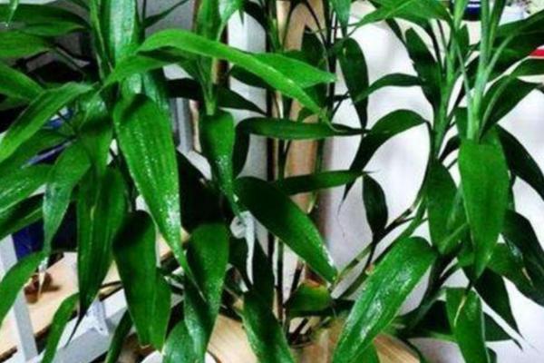 富贵竹叶子下垂怎么办,如果是刚种植的则无需处理