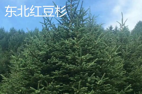 东北红豆杉与南方红豆杉的区别,株型、生长环境均不同