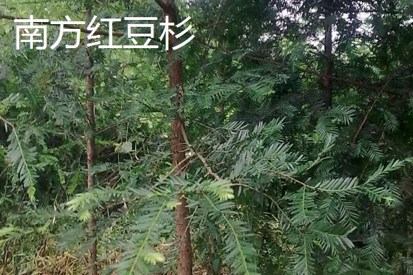 东北红豆杉与南方红豆杉的区别,株型、生长环境均不同