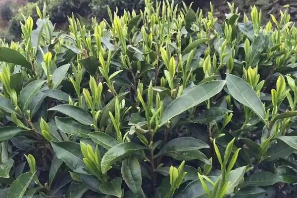 高山茶是绿茶还是红茶,既不属于红茶也不属于绿茶