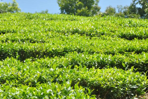 高山茶是绿茶还是红茶,既不属于红茶也不属于绿茶