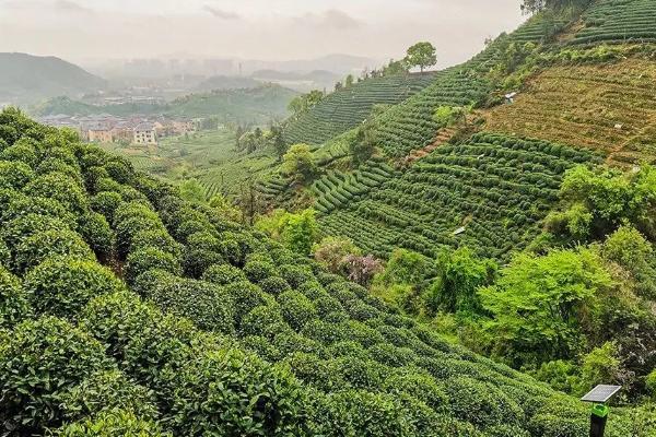 高山茶是绿茶还是红茶,既不属于红茶也不属于绿茶