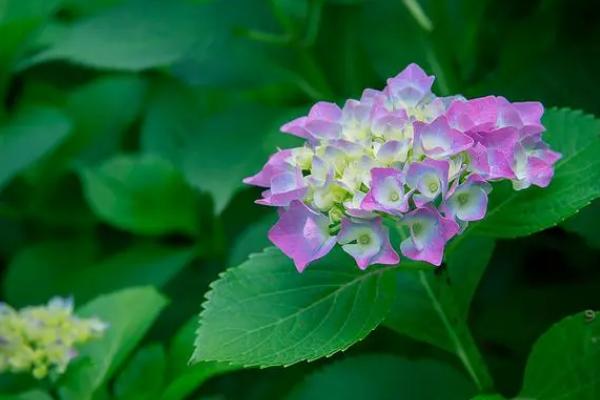 花是由什么发育而来的,由花芽发育而来