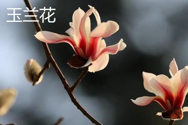 古旱莲与玉兰花的区别,花期及花色不同