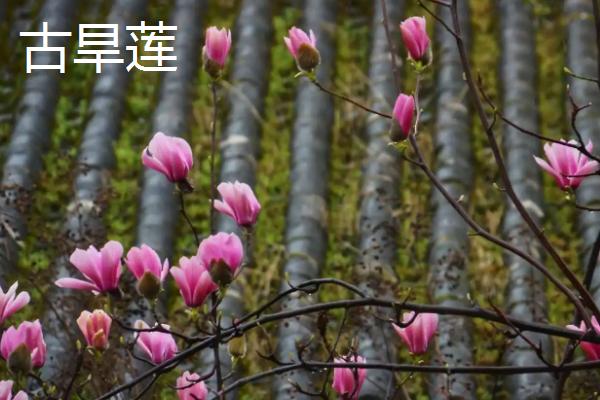 古旱莲与玉兰花的区别,花期及花色不同