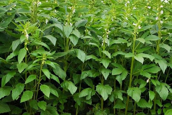 种植芝麻为什么要疏松土壤,主要是因为芝麻的种子非常小