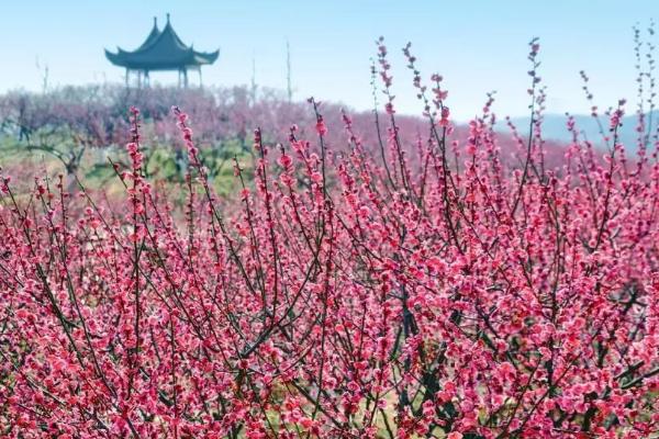 梅花耐寒温度多少度,可以忍耐零下10-15度的低温