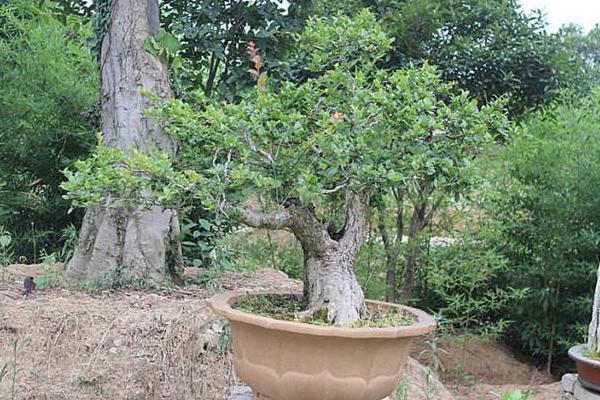杨梅盆栽种植方法,选择在其休眠期进行种植
