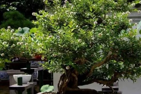 杨梅盆栽种植方法,选择在其休眠期进行种植