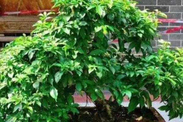 杨梅盆栽种植方法,选择在其休眠期进行种植