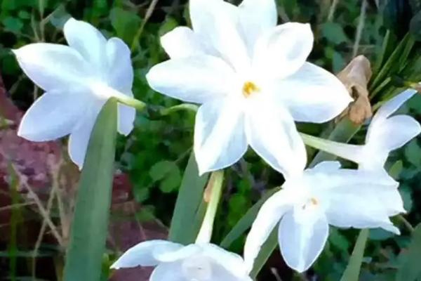 晚香玉的花语,寓意危险的爱情、美好幸福等