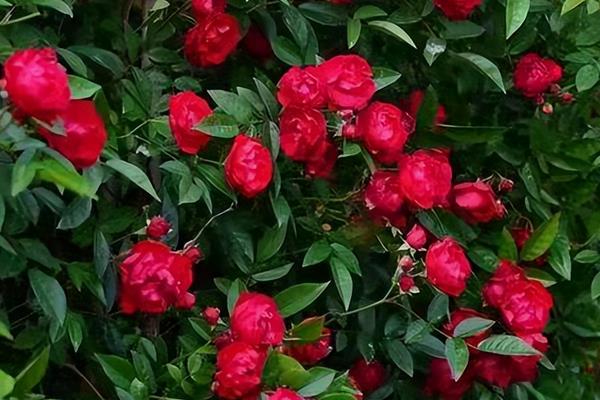 怎么种植红木香花,在秋季10-11月时扦插