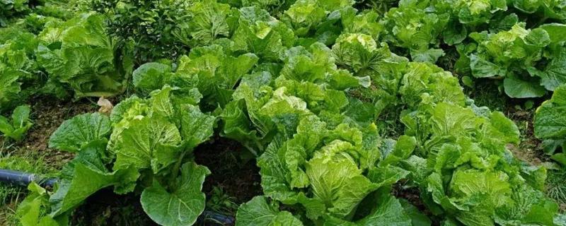 夏播大白菜种植技术