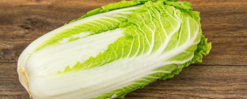 黄心白菜的种子在哪里卖？黄心白菜和大白菜有什么区别