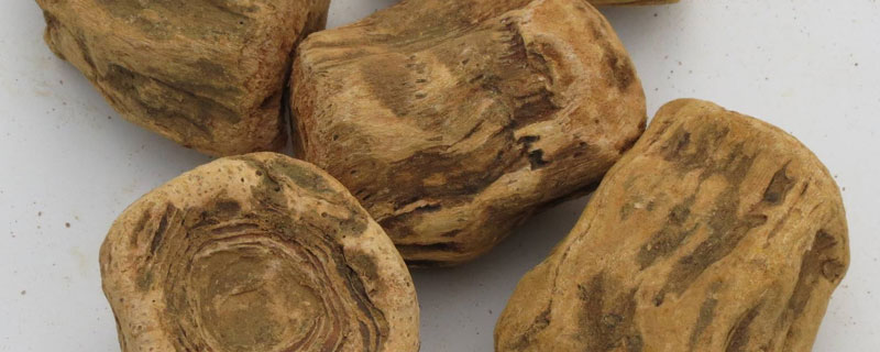 大黄产地分布在哪里？主要品种是什么