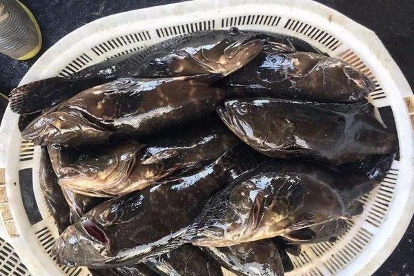 一斤龙胆石斑鱼多少钱