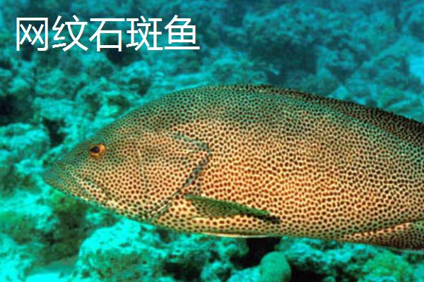 石斑鱼有哪些种类