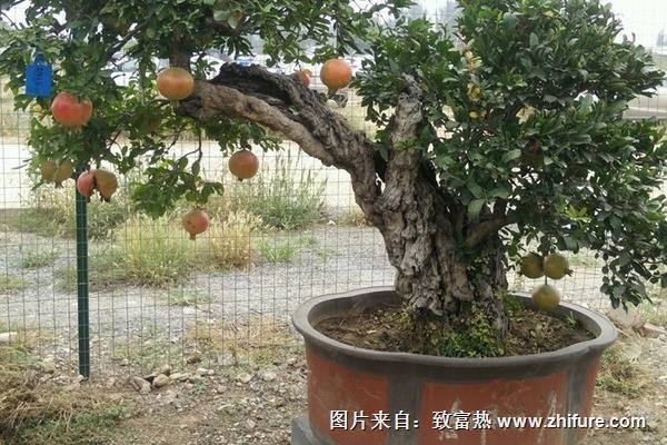 石榴怎么看不熟