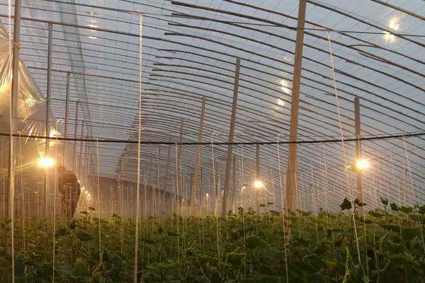 温室土豆一年可以种几茬