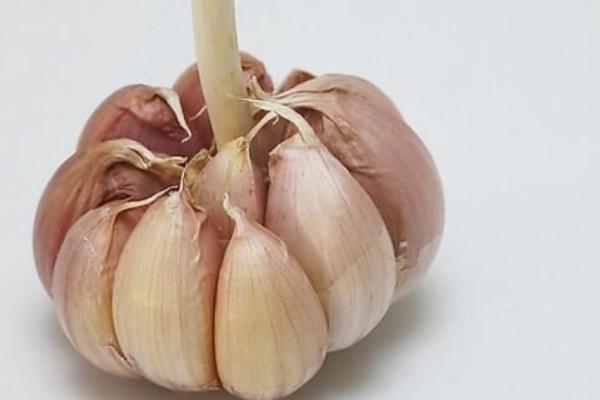 防治大蒜常见病虫害