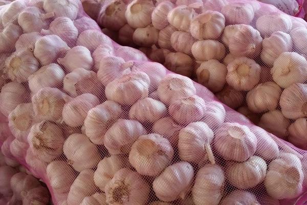 紫皮大蒜哪里产的最好？紫皮大蒜的特点