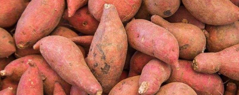 常见病虫害防治