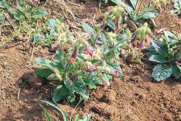 地黄种子价格及种植方法