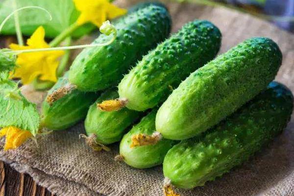 地里种的黄瓜有很多大头瓜。原因是什么