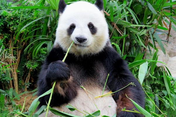 常见病种动物疾病清单