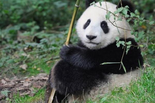 蜈蚣会爬到床上吗